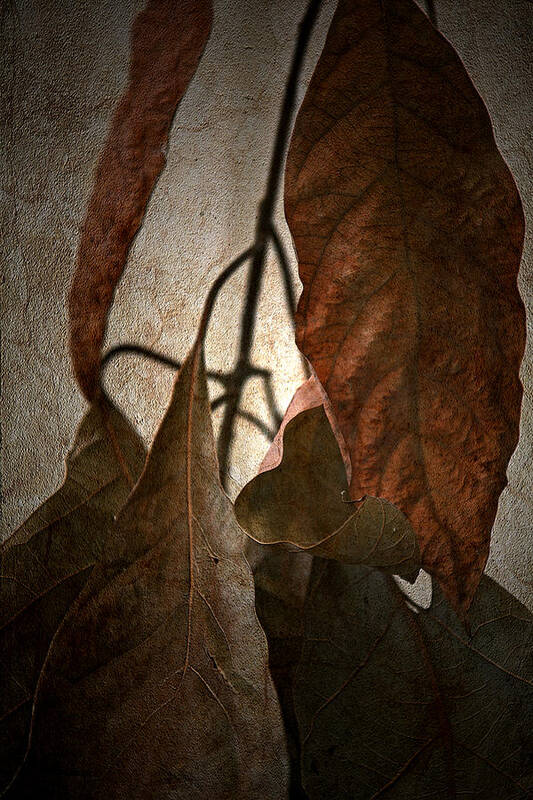 Autumn Art Print featuring the photograph Comfort by Bonnie Bruno