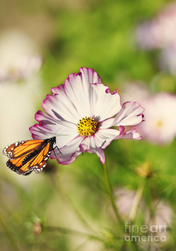 Cosmos Art Print featuring the photograph Cosmos and Butterfly Dream by Susan Gary