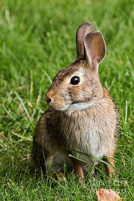 Mammals Art Print featuring the photograph Cottontail Rabbit by Jean A Chang