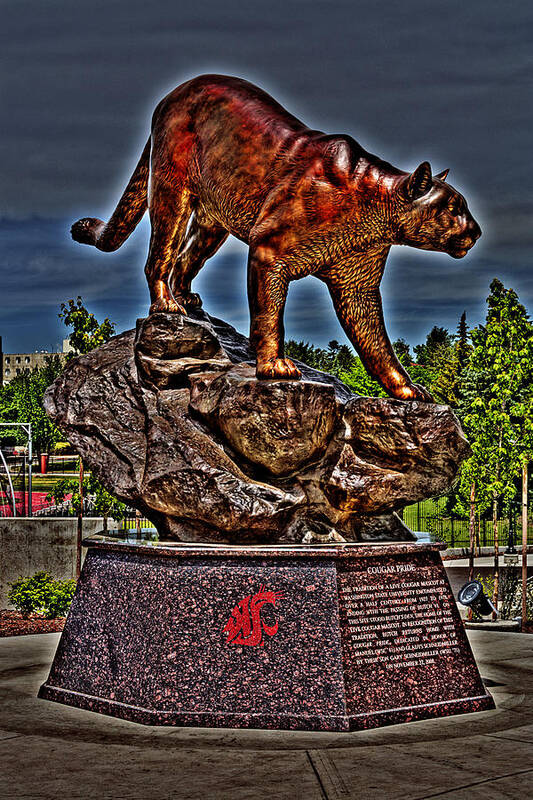 Cougar Pride Art Print featuring the photograph Cougar Pride by David Patterson