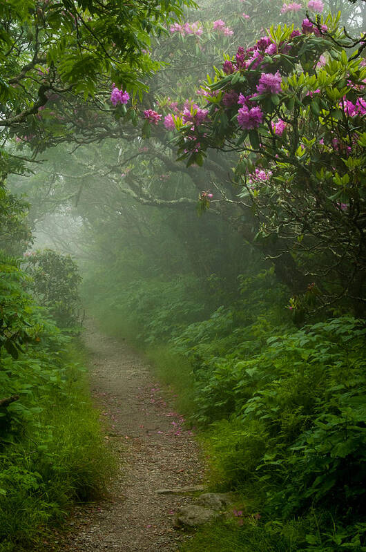 Great Smoky Mountains Art Print featuring the photograph Craggy Path 2 by Joye Ardyn Durham