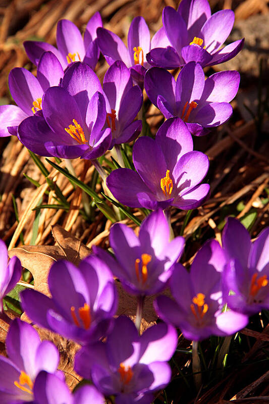 Crocus Art Print featuring the photograph Crocus flowers by Emanuel Tanjala