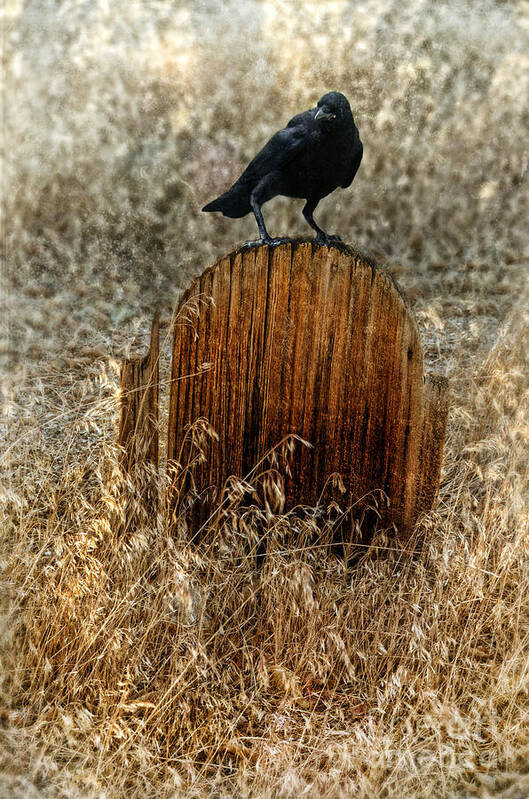 Grave Art Print featuring the photograph Crow on Old Wooden Grave by Jill Battaglia