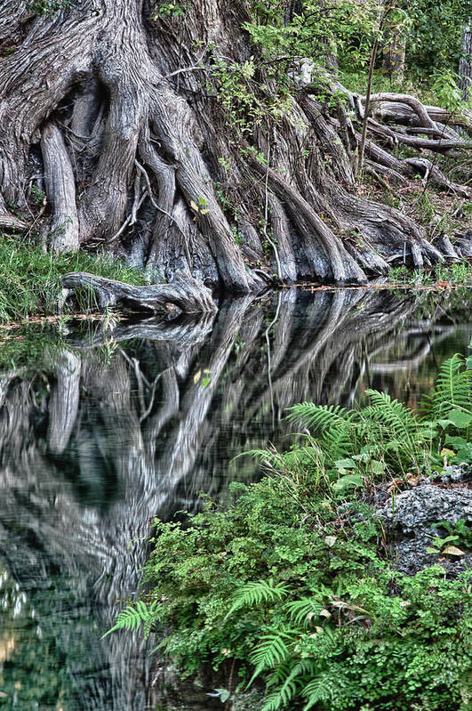 Wimberley Art Print featuring the photograph Cypress Creek Reflections by James Woody