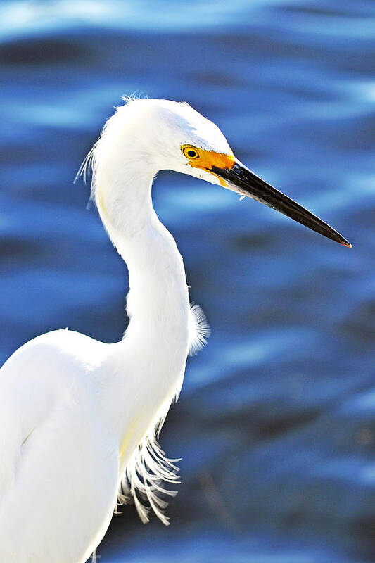 Snowy Egret Art Print featuring the photograph Dainty Dancer by Melanie Moraga