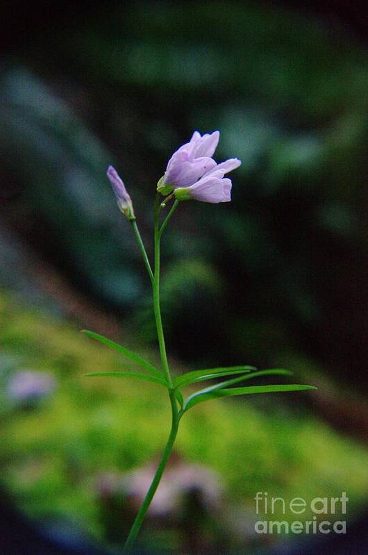 Flowers Art Print featuring the photograph Dancing Flower by Jeff Swan