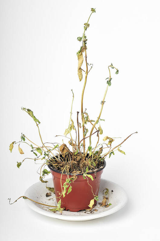 Plant Art Print featuring the photograph Dead dried-up plant by Matthias Hauser