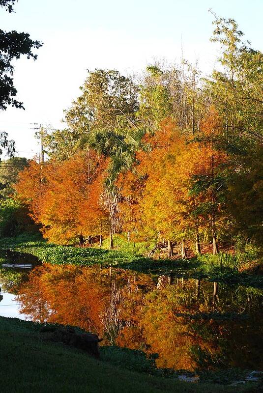 Fall Colors Art Print featuring the photograph December Morn on Deerfield Creek by Judy Hall-Folde