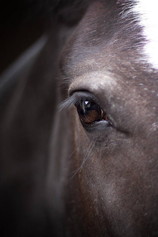 Animal Art Print featuring the photograph Detailed Closeup Of Horse's Eye by Ethiriel Photography