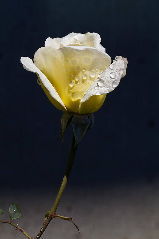 Dew Art Print featuring the photograph Dew On Yellow Rose by Dina Calvarese