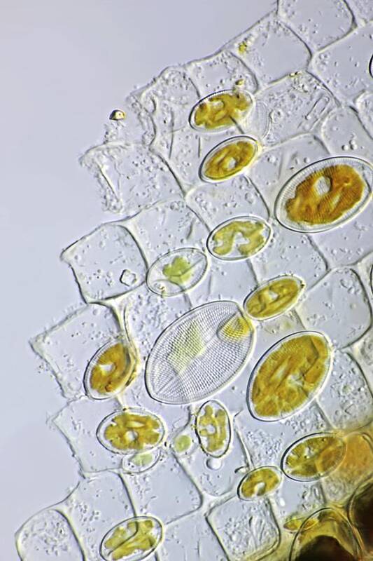 Alga Art Print featuring the photograph Diatoms, Light Micrograph by Frank Fox