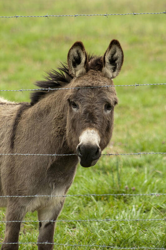 Donkey Art Print featuring the photograph Donkey - The Beast of Burden by Kathy Clark