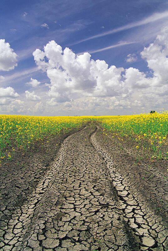 Canola Field Art Print featuring the photograph Dried Up Machinery Tracks by Dave Reede