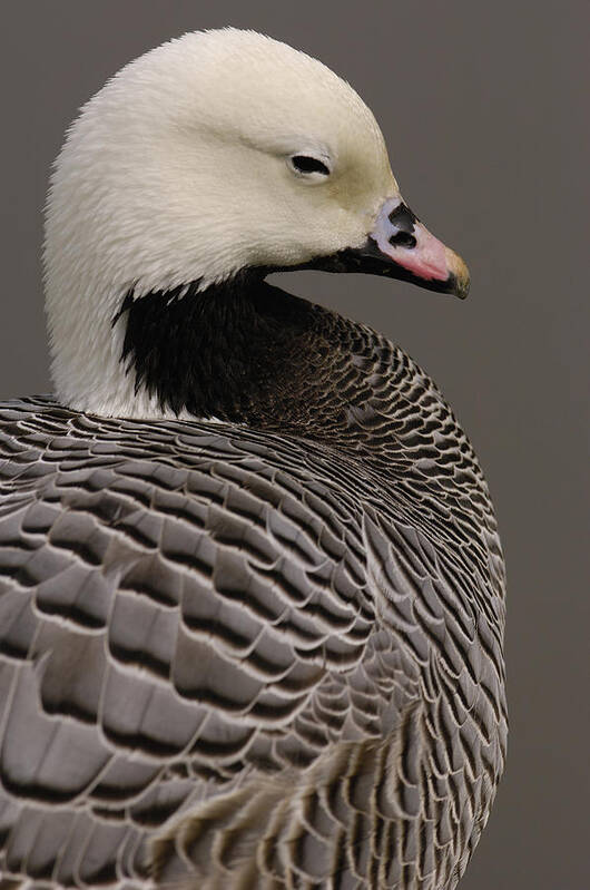 Mp Art Print featuring the photograph Emperor Goose Anser Canagicus by Pete Oxford