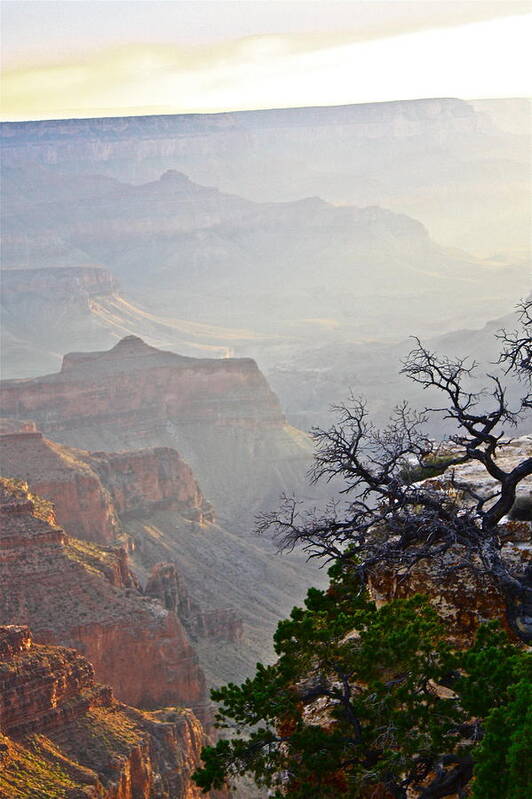 Grand Canyon Art Print featuring the photograph Evening Light by Diana Hatcher