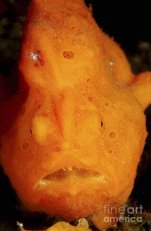 Frogfish Art Print featuring the photograph Face Shot Of An Orange Frogfish, North by Mathieu Meur