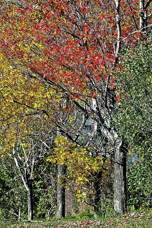 Trees Art Print featuring the photograph Fall Colors by Burney Lieberman