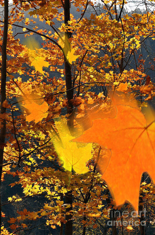 Falling Leaves Art Print featuring the photograph Falling leaves in fall by Dan Friend