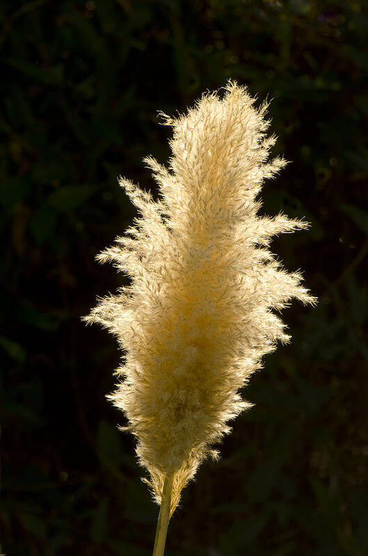 Detail Art Print featuring the photograph Feather Plant by Perry Van Munster