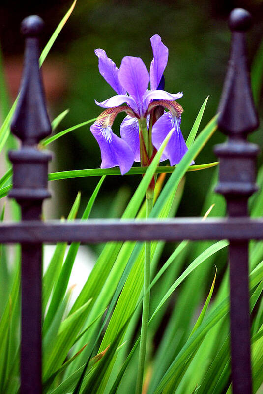 Purple Iris Art Print featuring the photograph Fenced In by Amee Cave