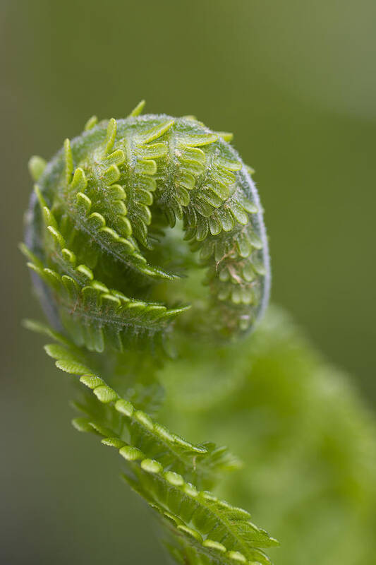 Clare Bambers Art Print featuring the photograph Fern Unfurling by Clare Bambers