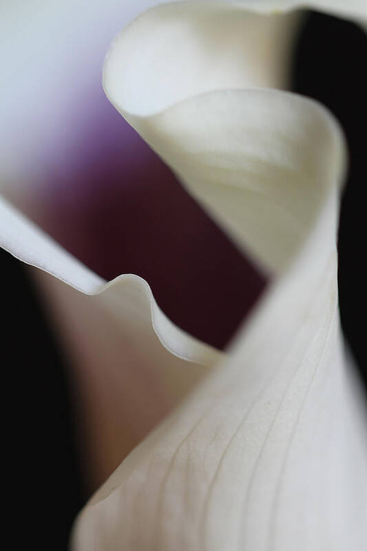 White Art Print featuring the photograph Floral Forms of a Calla Lily by Juergen Roth