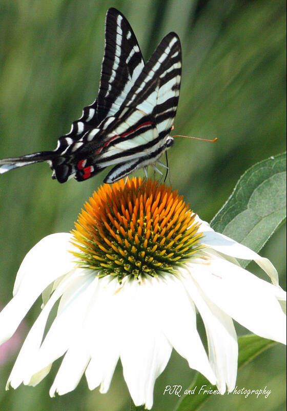  Art Print featuring the photograph 'Flying Zebra' by PJQandFriends Photography