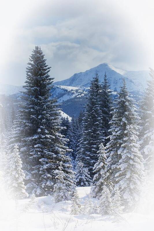 Breathtaking Art Print featuring the photograph Forest In The Winter by Carson Ganci