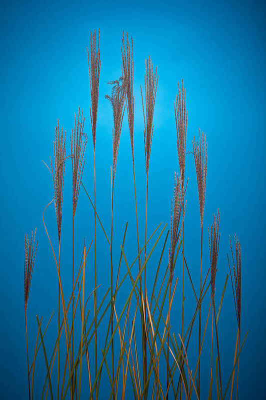 Studio Art Print featuring the photograph Fountain Grass In Blue by Steve Gadomski