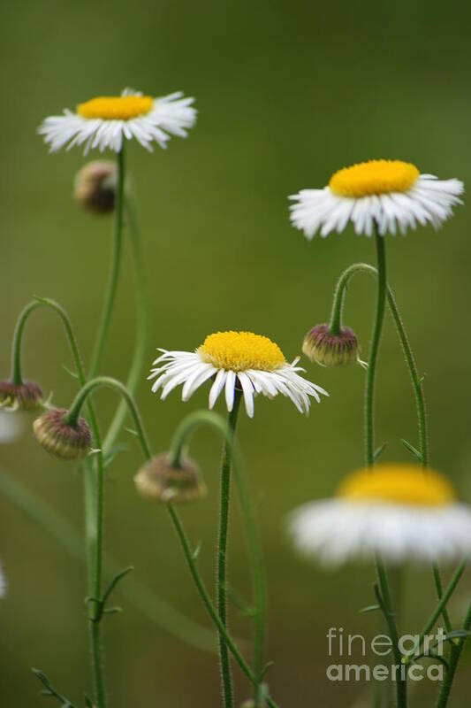 Daisy Art Print featuring the photograph Four Sisters by Julie Lueders 