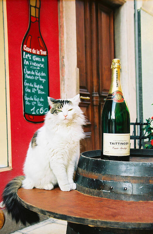 France Art Print featuring the photograph Champagne Cat by Claude Taylor France Art Print featuring the photograph Champagne Cat by Claude Taylor