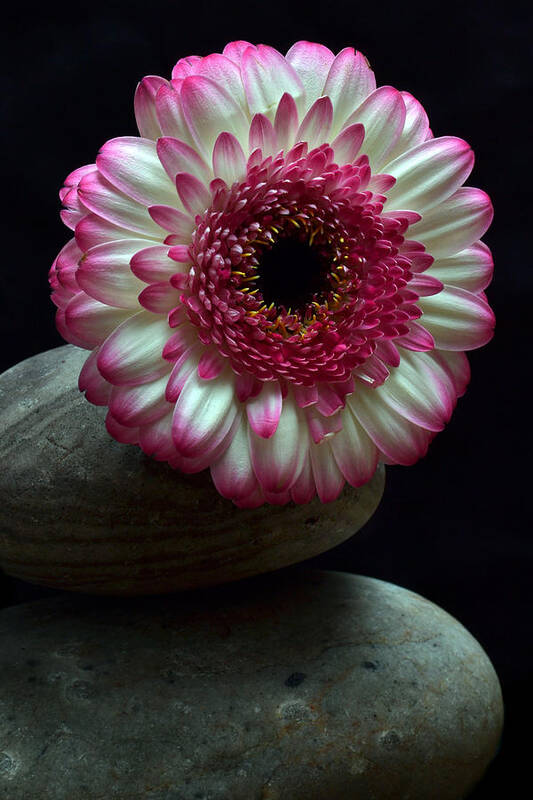 Gerbera Art Print featuring the photograph Gerbera On The Rocks by Terence Davis