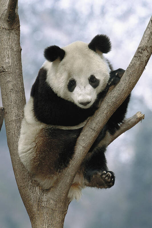 Mp Art Print featuring the photograph Giant Panda Ailuropoda Melanoleuca by Pete Oxford