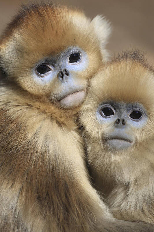 Mp Art Print featuring the photograph Golden Snub-nosed Monkeys by Cyril Ruoso