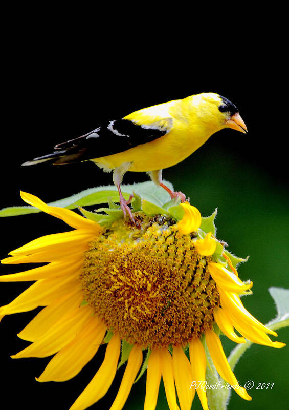  Art Print featuring the photograph 'Goldfinch on Sunflower' by PJQandFriends Photography