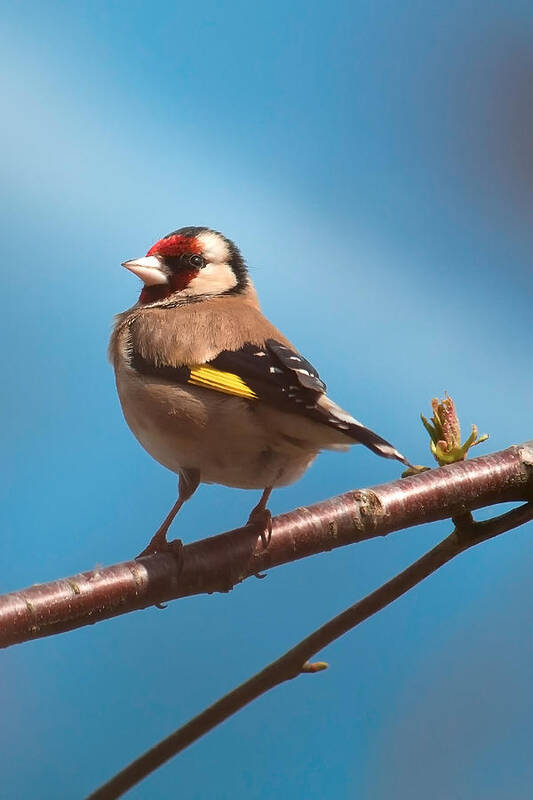 Bird Art Print featuring the photograph Goldfinch by Shirley Mitchell
