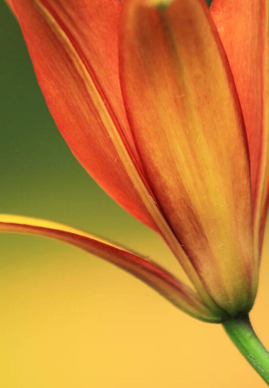 Lily Art Print featuring the photograph Graceful by Deborah Crew-Johnson