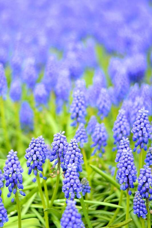 Flowers Art Print featuring the photograph Grape Hyacinths by Catherine Murton