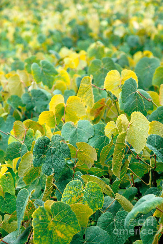 Grape Vines Art Print featuring the photograph Grapevines in Azores islands by Gaspar Avila