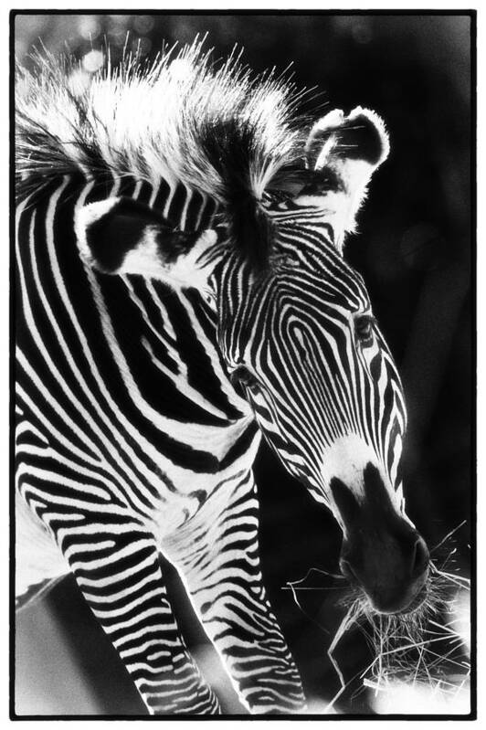 Animals Art Print featuring the photograph Gravy Zebra by Perla Copernik