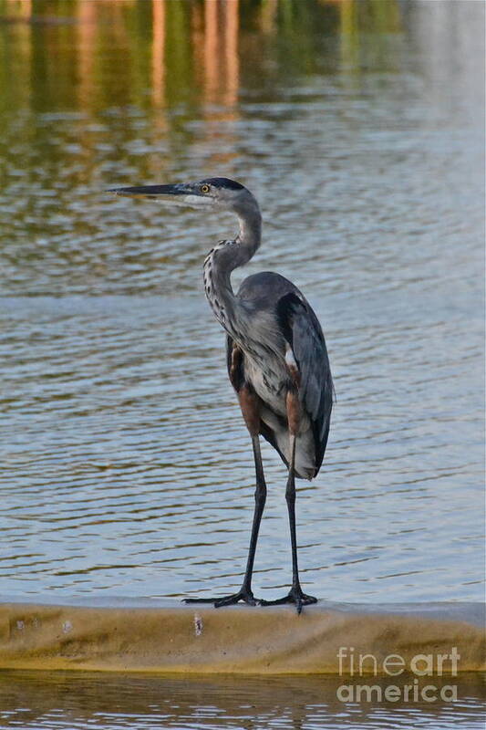 Bird Art Print featuring the photograph Great Blue Heron by Carol Bradley