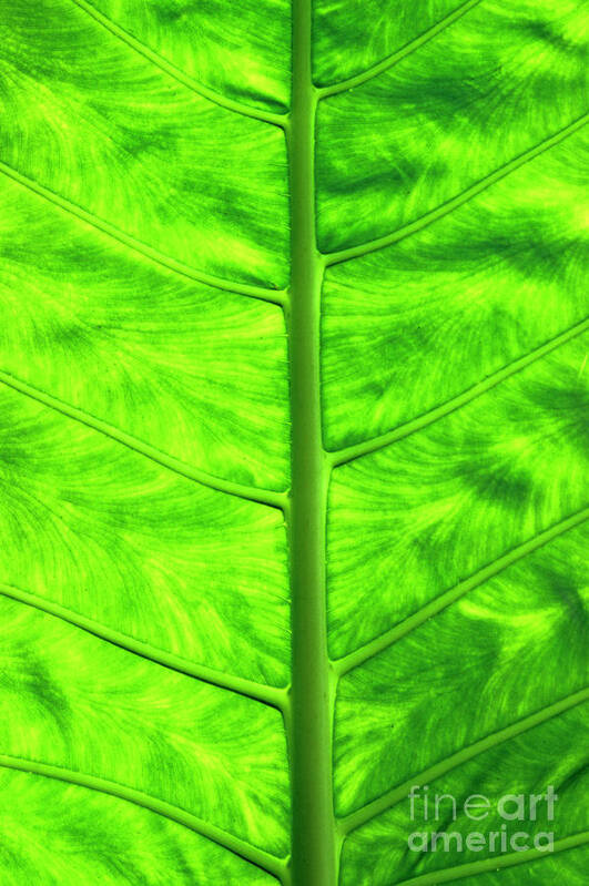 Nature Art Print featuring the photograph Green leaf by Sami Sarkis