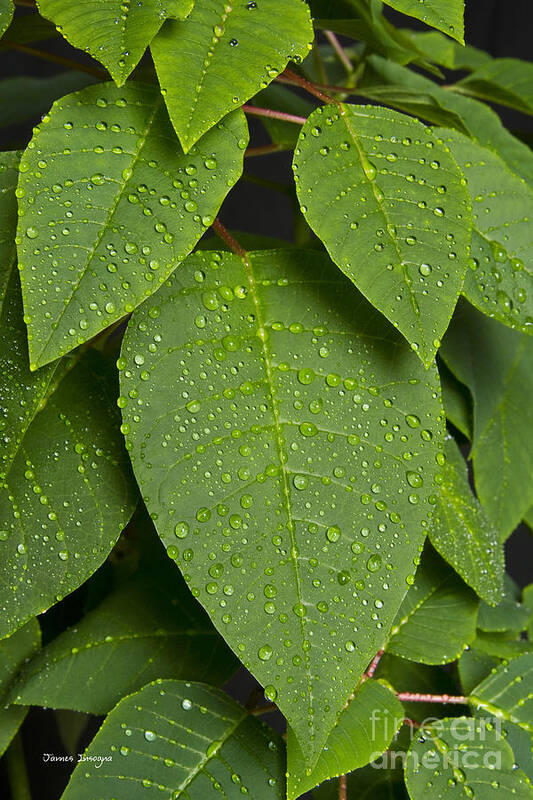 Leaf Art Print featuring the photograph Green Leaves and Water Drops 2 by James BO Insogna
