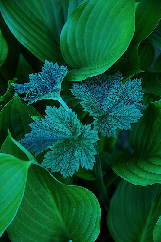 Nature Art Print featuring the photograph Green on Green by Michael Friedman