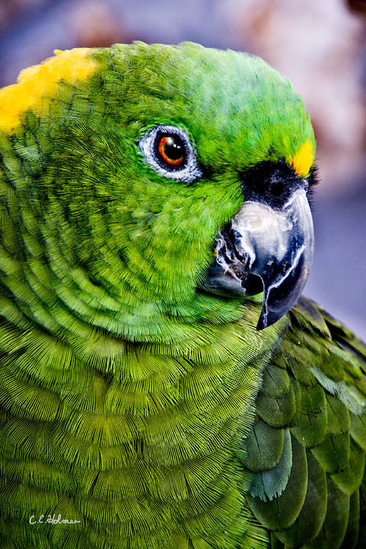 Parrot Art Print featuring the photograph Green Parrot by Christopher Holmes