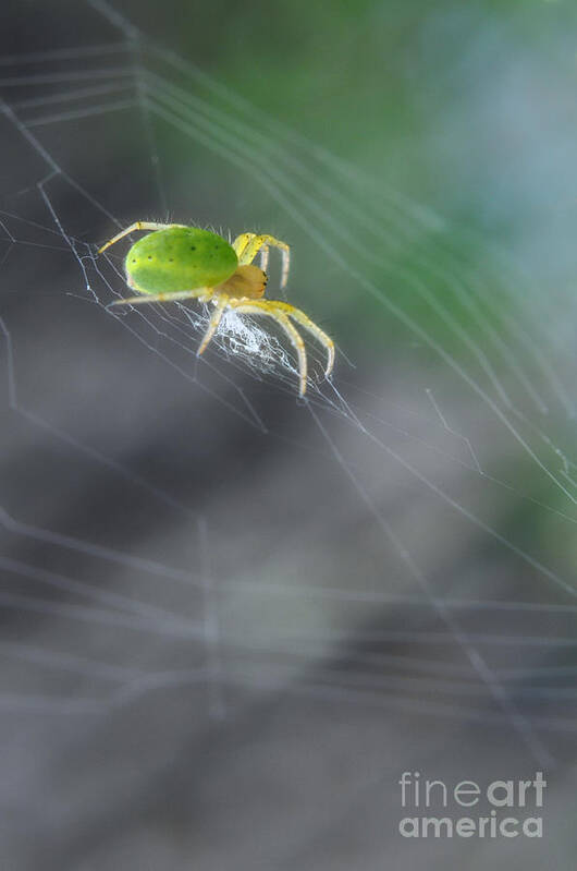 Yhun Suarez Art Print featuring the photograph Green Spider 1.0 by Yhun Suarez