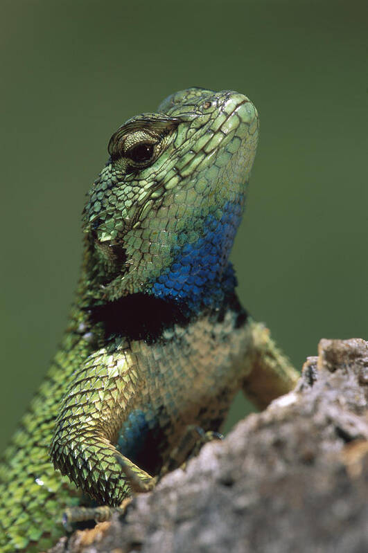 00785290 Art Print featuring the photograph Green Spiny Lizard by Thomas Marent