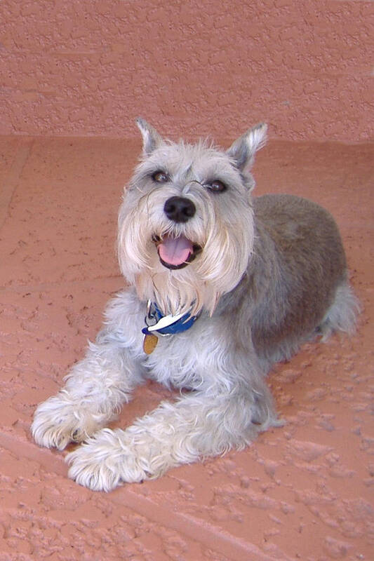 Schnauzer Art Print featuring the photograph Happy Boy by Diane Ferguson