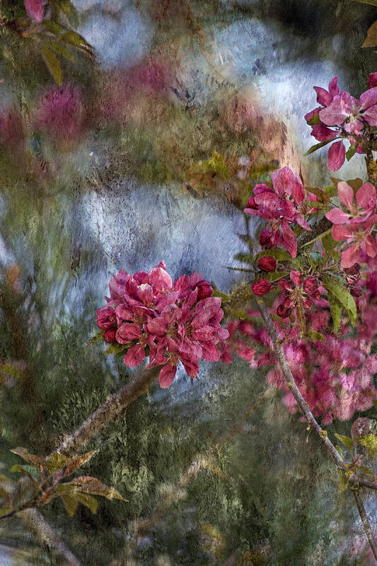 Spring Blossoms Art Print featuring the photograph Harmony by Bonnie Bruno