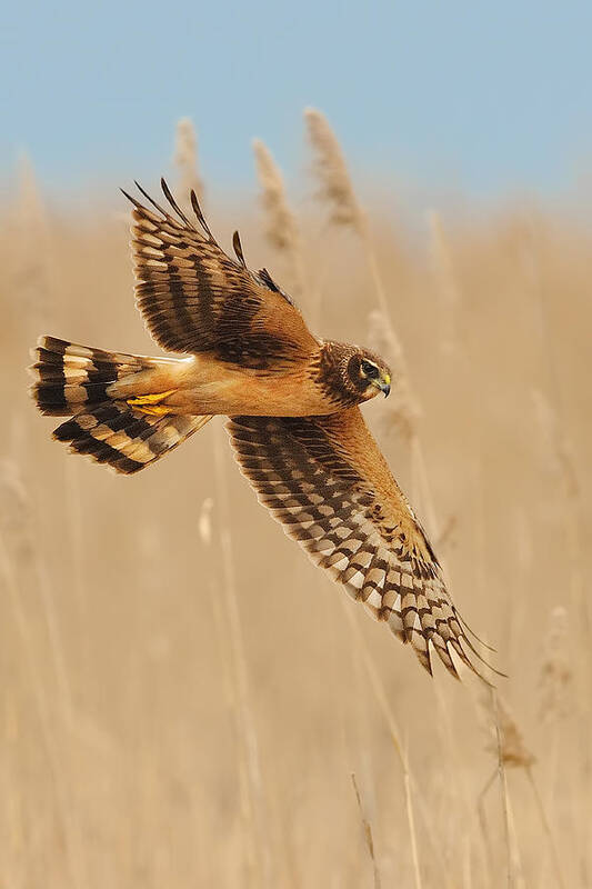 Harrier Art Print featuring the photograph Harrier Over Golden Grass by William Jobes